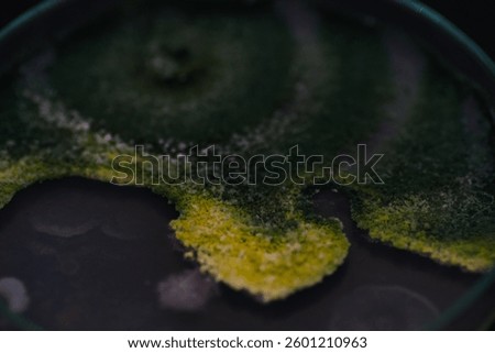 Growth of Trichoderma spp. in a Petri dish with potato dextrose agar (PDA), antagonism and antibiosis with Bacillus subtilis, antibiosis effect and Paecilomyces lilacinus