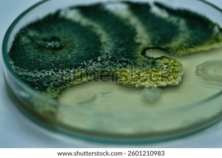 Growth of Trichoderma spp. in a Petri dish with potato dextrose agar (PDA), antagonism and antibiosis with Bacillus subtilis, antibiosis effect and Paecilomyces lilacinus