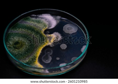 Growth of Trichoderma spp. in a Petri dish with potato dextrose agar (PDA), antagonism and antibiosis with Bacillus subtilis, antibiosis effect and Paecilomyces lilacinus