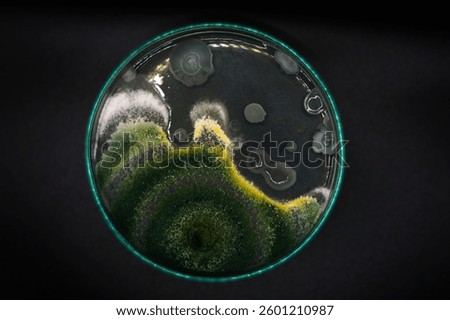 Growth of Trichoderma spp. in a Petri dish with potato dextrose agar (PDA), antagonism and antibiosis with Bacillus subtilis, antibiosis effect and Paecilomyces lilacinus