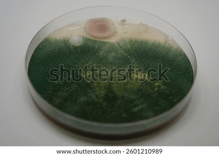 Growth of Trichoderma spp. in a Petri dish with potato dextrose agar (PDA), antagonism and antibiosis with Bacillus subtilis, antibiosis effect and Paecilomyces lilacinus