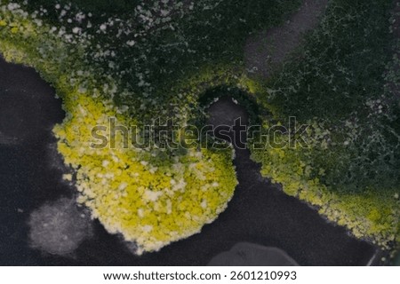 Growth of Trichoderma spp. in a Petri dish with potato dextrose agar (PDA), antagonism and antibiosis with Bacillus subtilis, antibiosis effect and Paecilomyces lilacinus