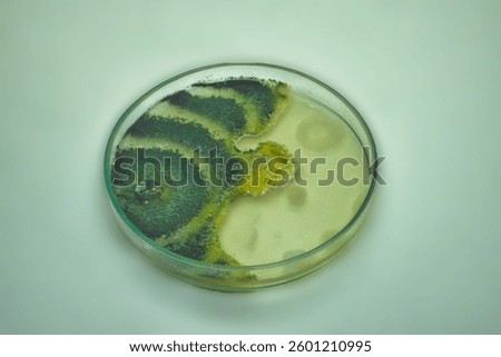 Growth of Trichoderma spp. in a Petri dish with potato dextrose agar (PDA), antagonism and antibiosis with Bacillus subtilis, antibiosis effect and Paecilomyces lilacinus