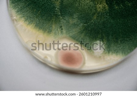 Growth of Trichoderma spp. in a Petri dish with potato dextrose agar (PDA), antagonism and antibiosis with Bacillus subtilis, antibiosis effect and Paecilomyces lilacinus