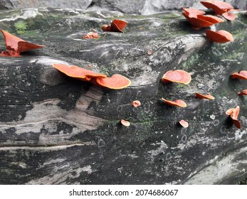 Growth,old,weathered,moss,rough,nature,dirty,abstract,no People,concrete,backgrounds,wall - Building Feature,material,close-up,plant,ancient,lichen,fungus,surface Level,abandoned,aging Process,retro S