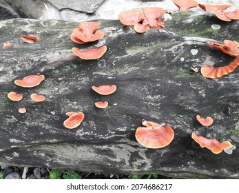 Growth,old,weathered,moss,rough,nature,dirty,abstract,no People,concrete,backgrounds,wall - Building Feature,material,close-up,plant,ancient,lichen,fungus,surface Level,abandoned,aging Process,retro S