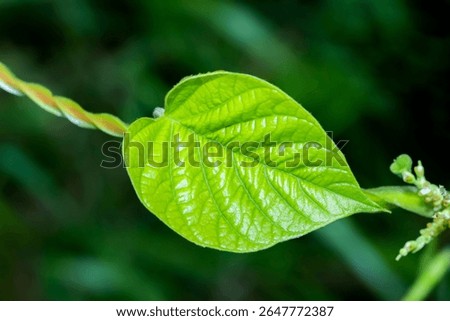 The grren leaf on light