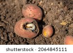 The grub larva eats potatoes. Selective focus. Nature.