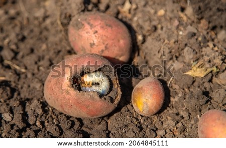 The grub larva eats potatoes. Selective focus. Nature.