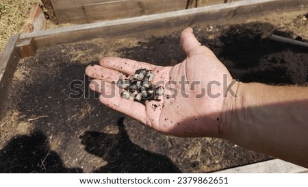grub worm in farmer's hand. pest in the vegetable garden of may bug. many white chafer grub