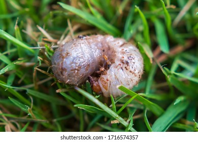 Grub worm in garden in grass - Shutterstock ID 1716574357