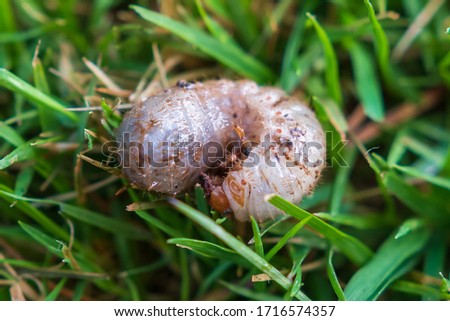 Grub worm in garden in grass