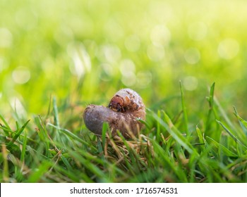 Grub Worm In Garden In Green Grass