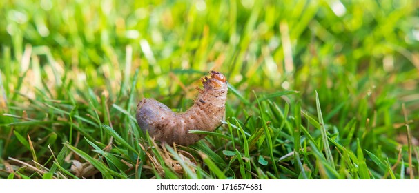 Grub Worm In Garden Panorama