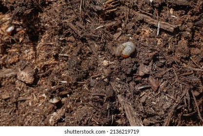 A Grub Worm In Loose Garden Soil Just Turned.