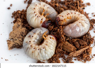 Grub Worms or Rhinoceros Beetle grow in soil on farm which agriculture gardening. Worm insects for eating as food, it is good source of protein edible. Environment and Entomophagy concept. - Shutterstock ID 1822147115