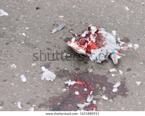 A gruesome bloody scene of a white chicken run\
over by a car  on the street