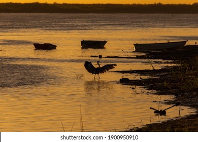 Gruidae In Water At Sunrise