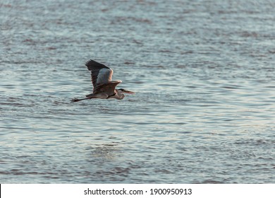 Gruidae In Water At Sunrise