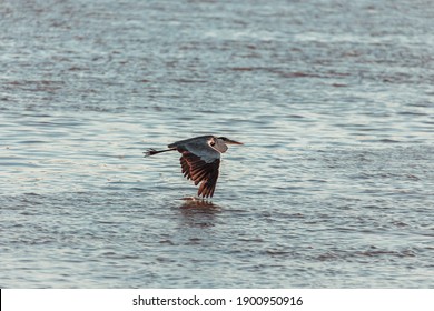 Gruidae In Water At Sunrise