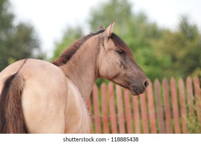 grullo horse