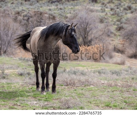 Grullo roan Quarter horse stallion 