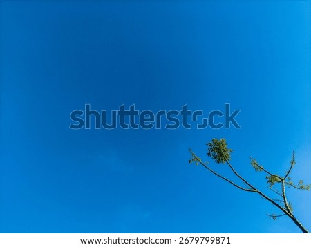 grumbling trees and blue sky in the background
