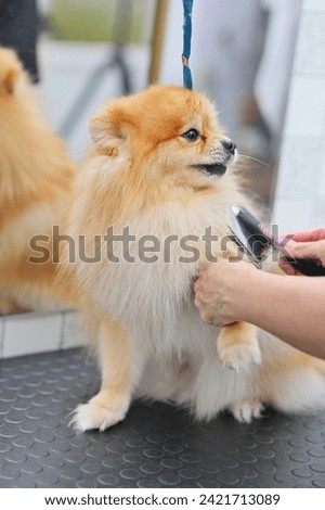 A grummer combs the wool of a Pomeranian with a brush. Dog Care