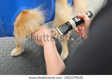 A grummer cuts the paw of a Pomeranian dog with a trimmer. Professional dog care in the salon