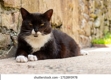 Grumpy annoyed black and white female cat looking at the camera, while sitting in the garden. It's sunny Summer day. Cat is sitting in front a stone wall and patch of grass. Cat is isolated. - Powered by Shutterstock