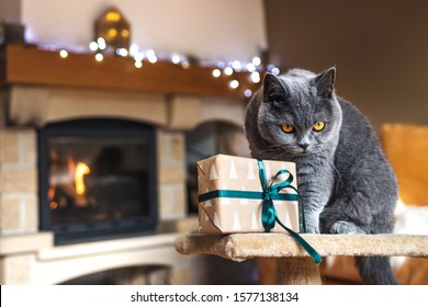 Grumpy British Shorthair Cat Sitting On Pet Bed With Gift Box In Front Of Fireplace At Christmas Holiday. Cristmas Present And Purebred Domestic Cat