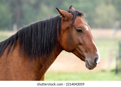 Grumpy Brown Bay Lusitano Mare Not Looking Happy