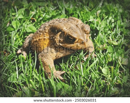 Grumpy brown toad sitting in green grass.