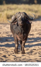 A Grumpy Cape Buffalo Bull Seen On Safari In South Africa