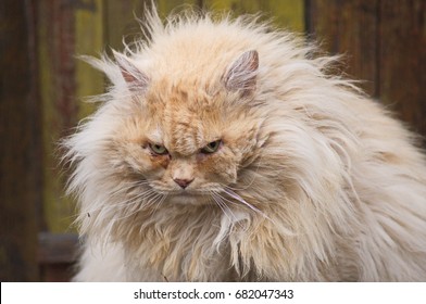 The Grumpy Cat