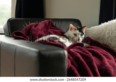 A grumpy cat laying on a blanket