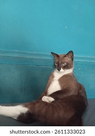 Grumpy cat posing at bed