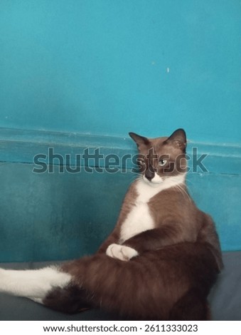 Grumpy cat posing at bed