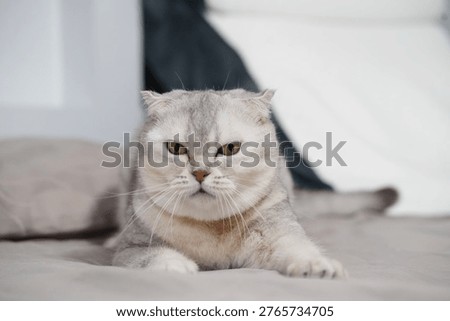 Grumpy cat Scottish Fold gray fur lying bed home indoor pet feline whiskers cute animal relaxed domestic sleepy resting adorable expression closeup white background looking paws fluffy soft mammal