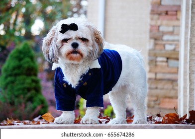 Grumpy Dog Dressed Up