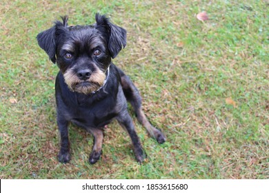 Grumpy Dog Sulking In Grass