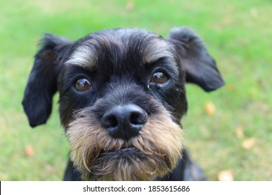 Grumpy Dog Sulking In Grass