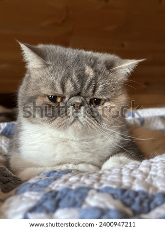 Grumpy face female exotic shorthair cat cute but scowling