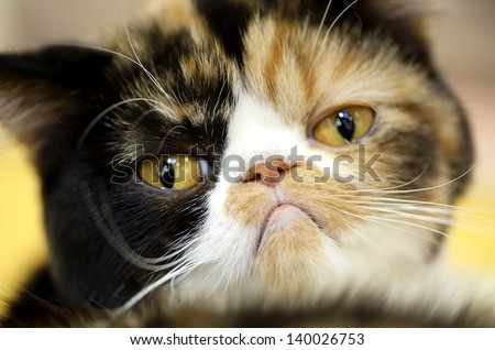 grumpy facial expression Exotic tortoiseshell cat portrait close-up  