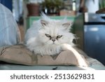 Grumpy Fluffy White Persian Cat with green eyes Relaxing Indoors on a Decorative Pillow, Cushion