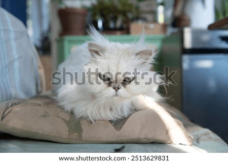Grumpy Fluffy White Persian Cat with green eyes Relaxing Indoors on a Decorative Pillow, Cushion
