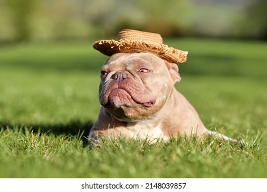 Grumpy French Bulldog dog with summer straw hat