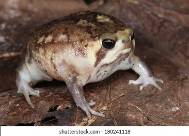 228 imágenes de Grumpy frog - Imágenes, fotos y vectores de stock ...