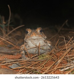 grumpy frog looking at camera