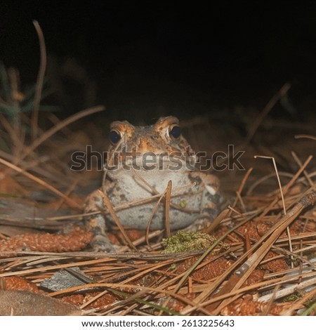 grumpy frog looking at camera